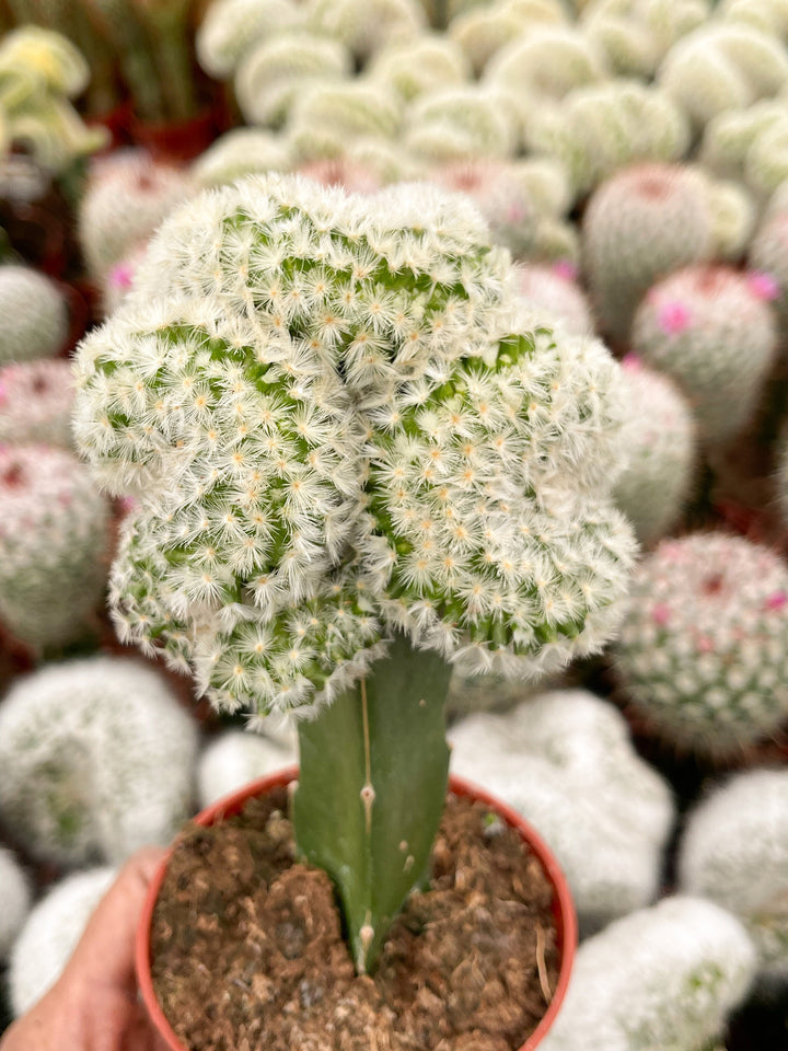 Crest Grafted Mammillaria | Rare Cactus | Live Plant