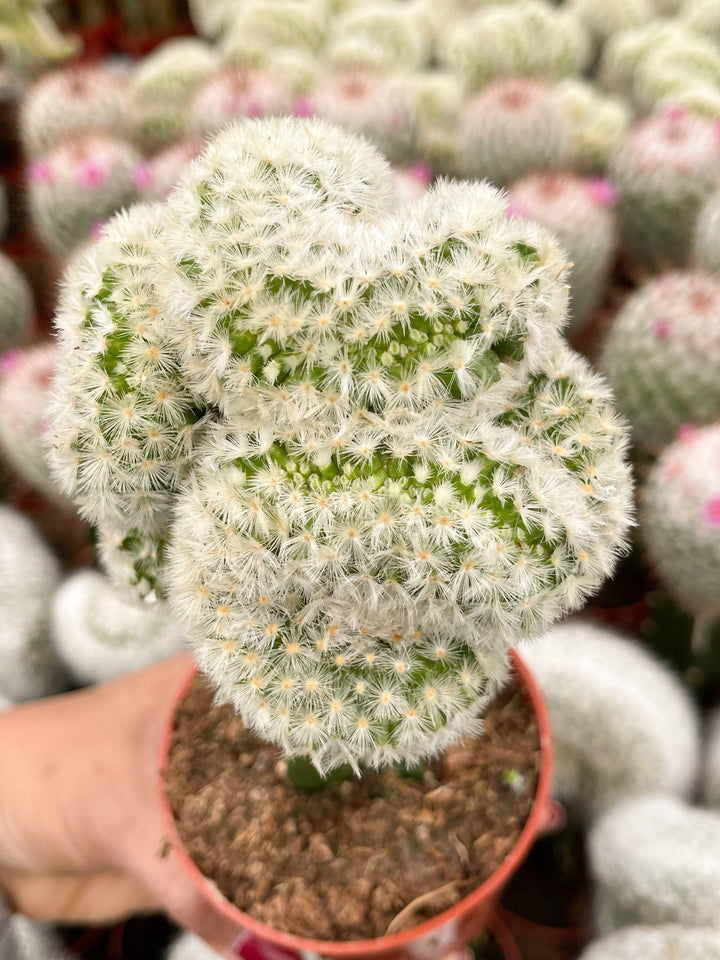 Crest Grafted Mammillaria | Rare Cactus | Live Plant