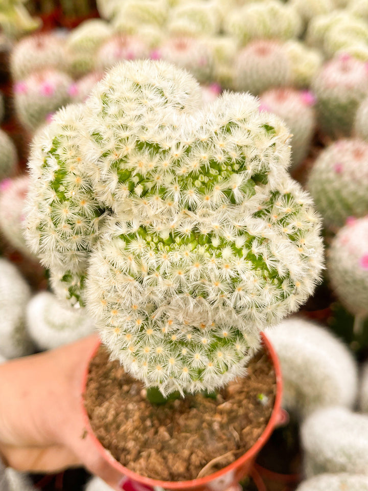 Crest Grafted Mammillaria | Rare Cactus | Live Plant