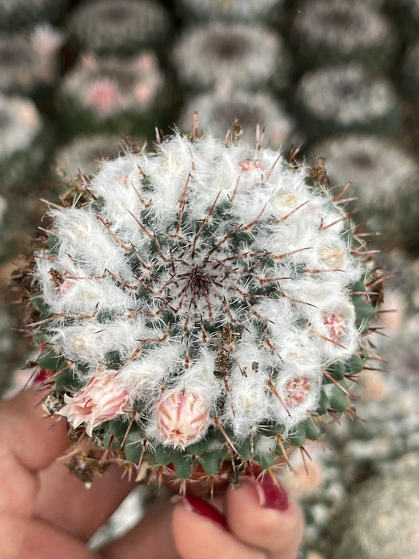 Hairy Mammillaria Cactus | Live Cactus