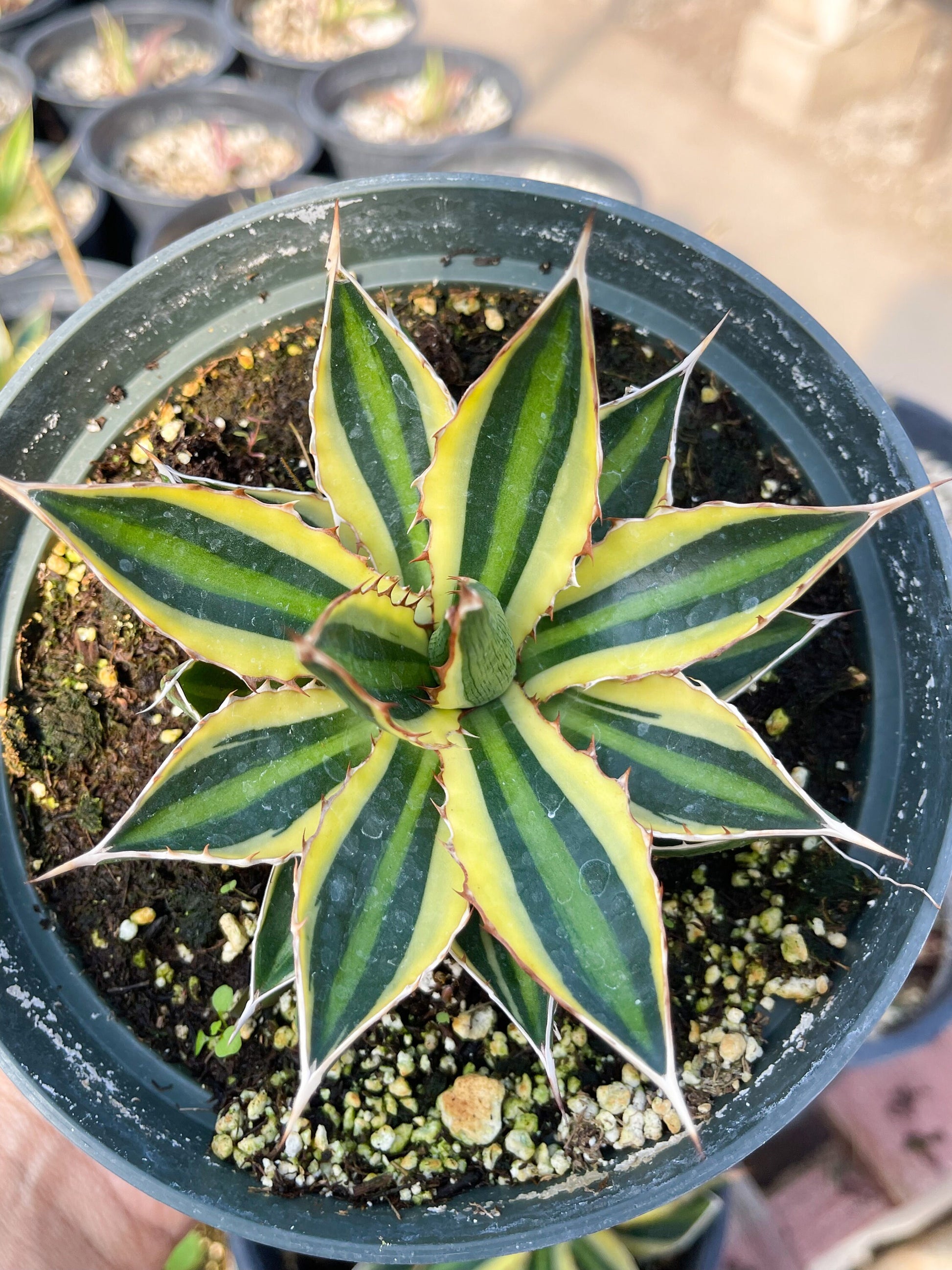 Agave lophanta quadricolor | Liveplants | Rare Plant | Mature Plant