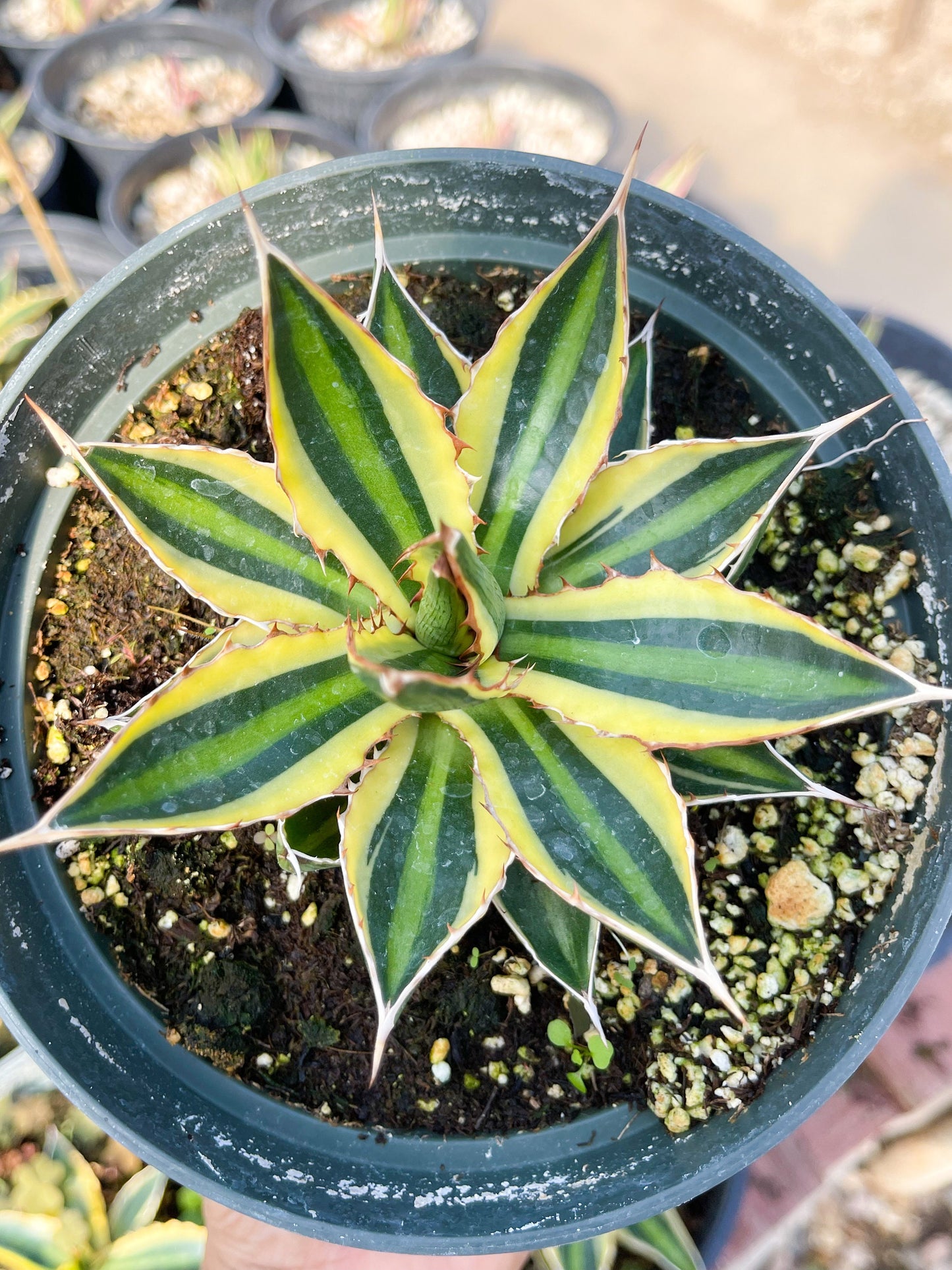 Agave lophanta quadricolor | Liveplants | Rare Plant | Mature Plant