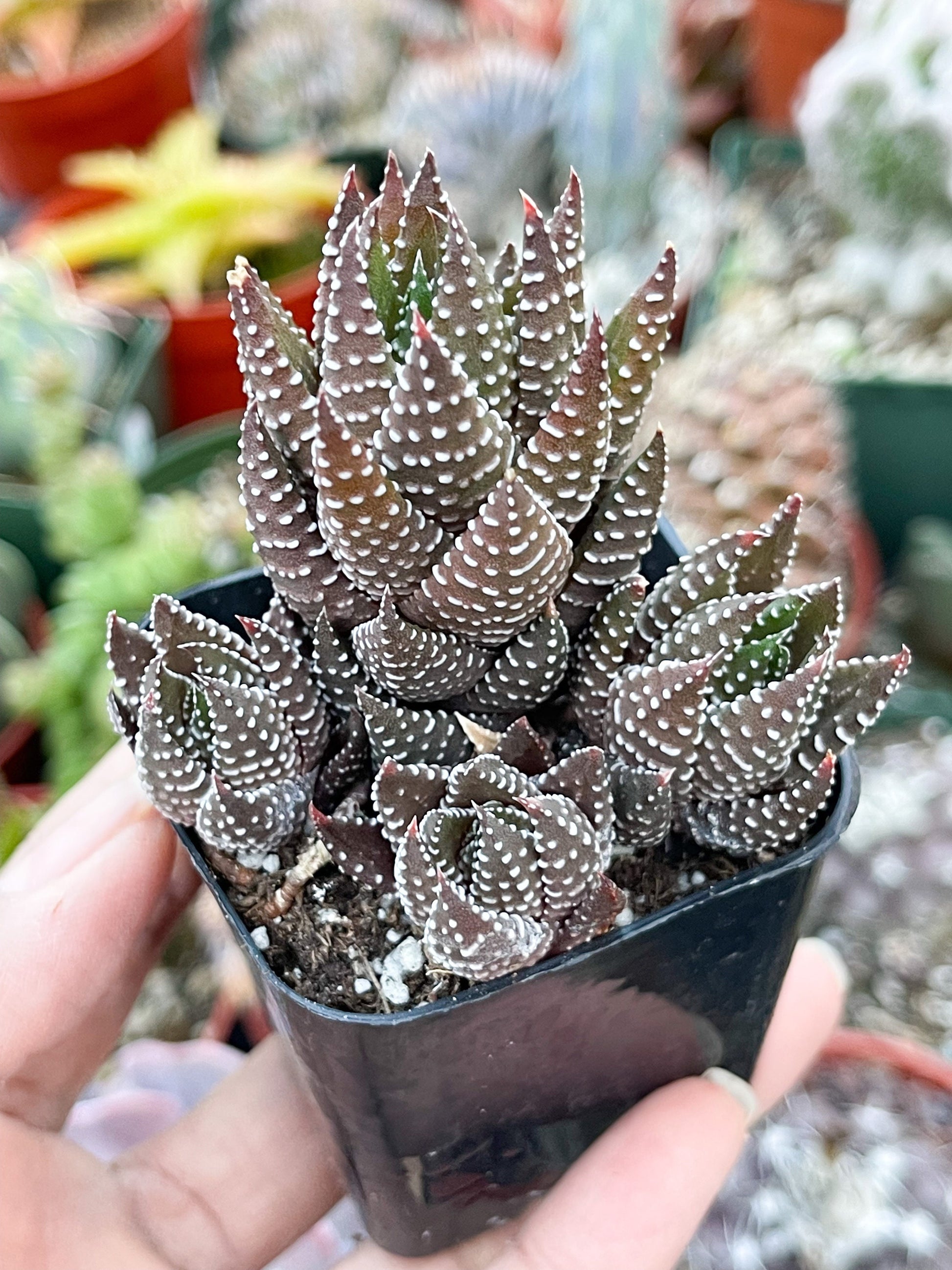 Harworthia Coarctata | Live Succulent | Live Plant