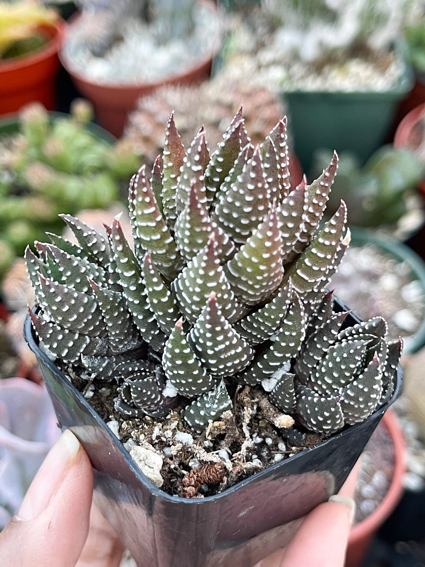 Harworthia Coarctata | Live Succulent | Live Plant