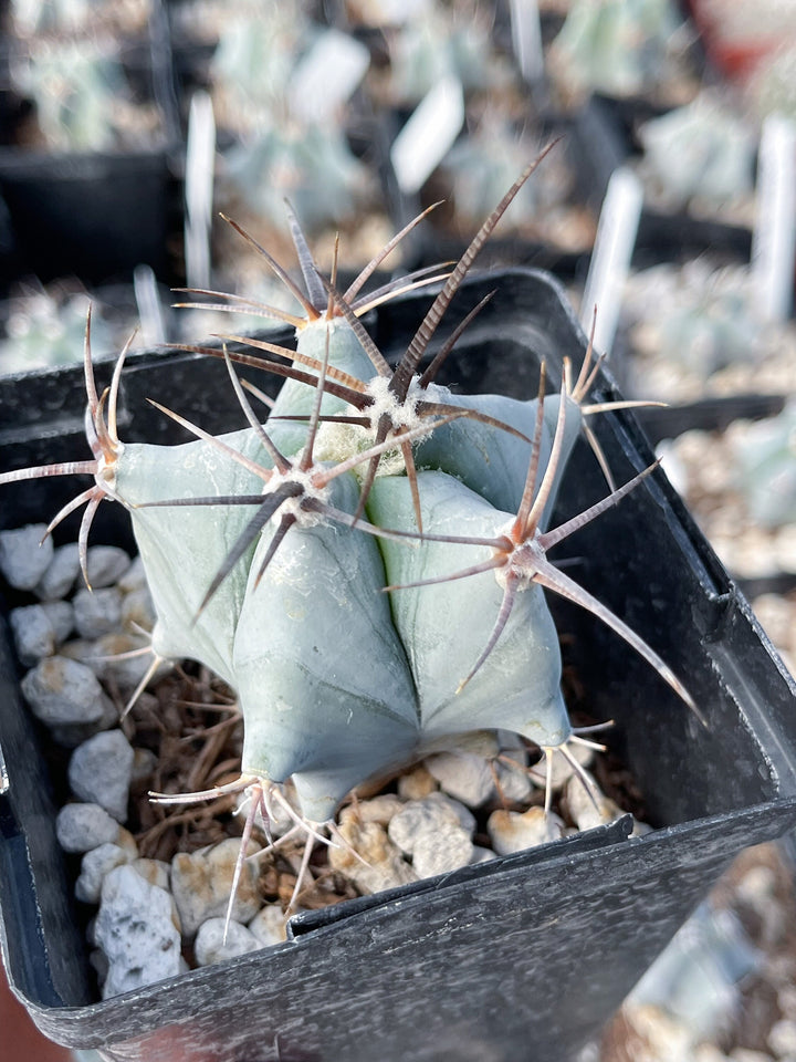 Echinocactus Ingens | Live Plant | Live Cactus