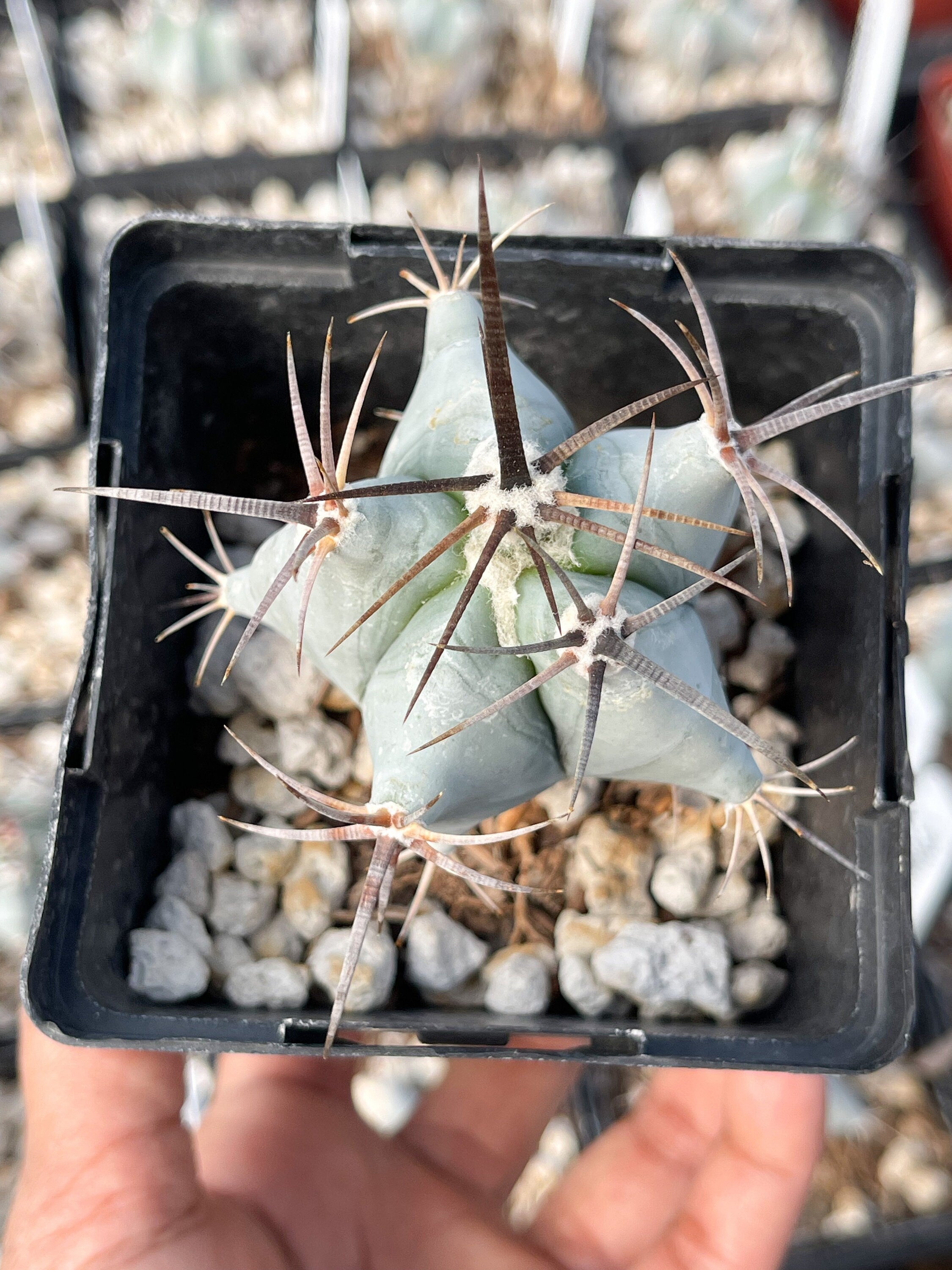 Echinocactus Ingens Live Plant
