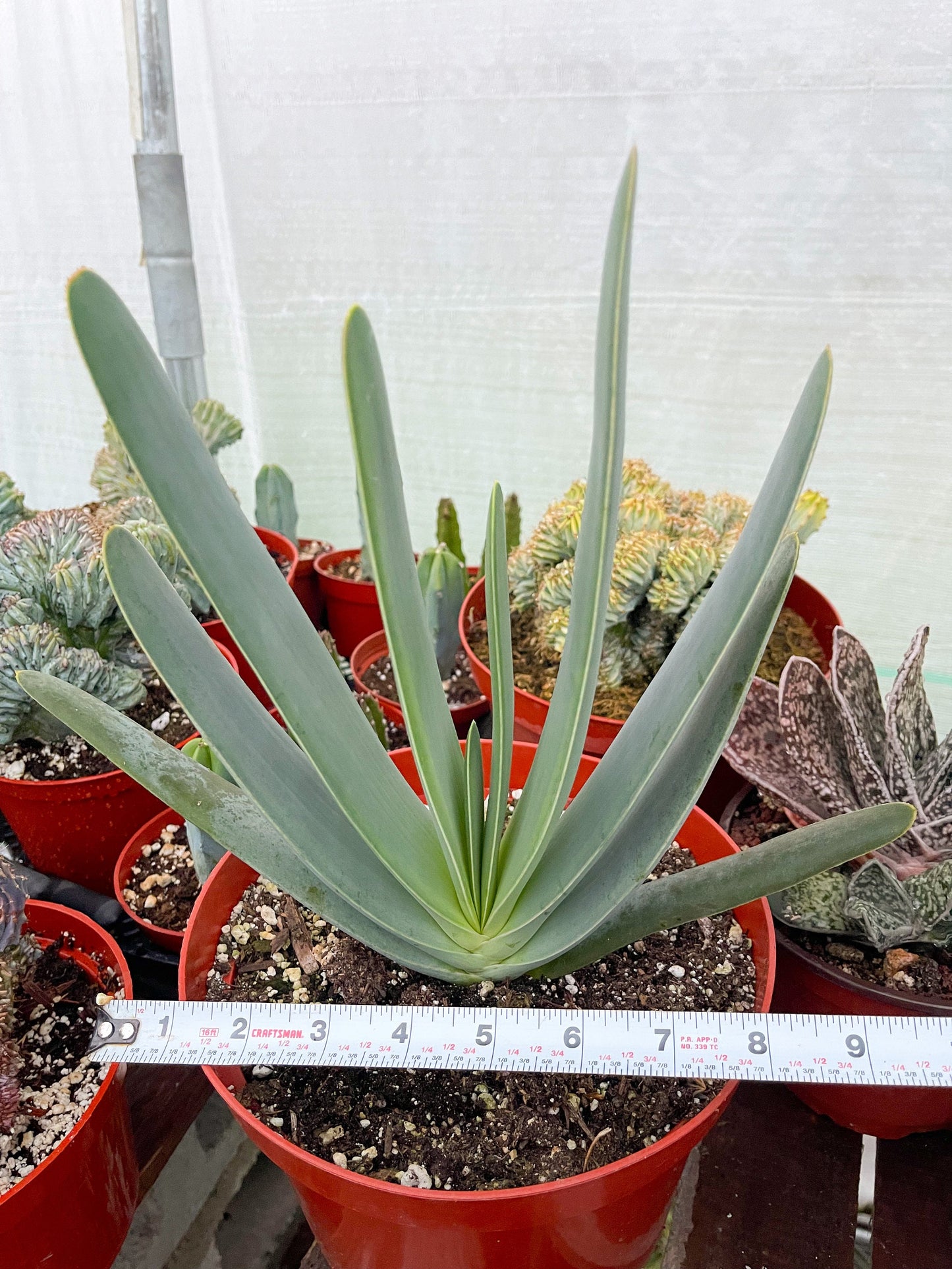 Fan Aloe | Aloe Plicatilis | Kumara plicatilis | Live Succulent