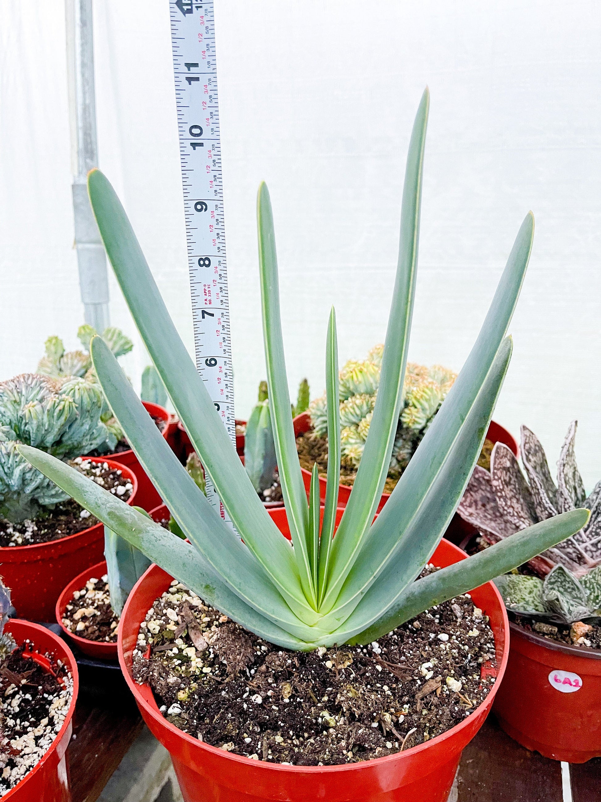 Fan Aloe | Aloe Plicatilis | Kumara plicatilis | Live Succulent