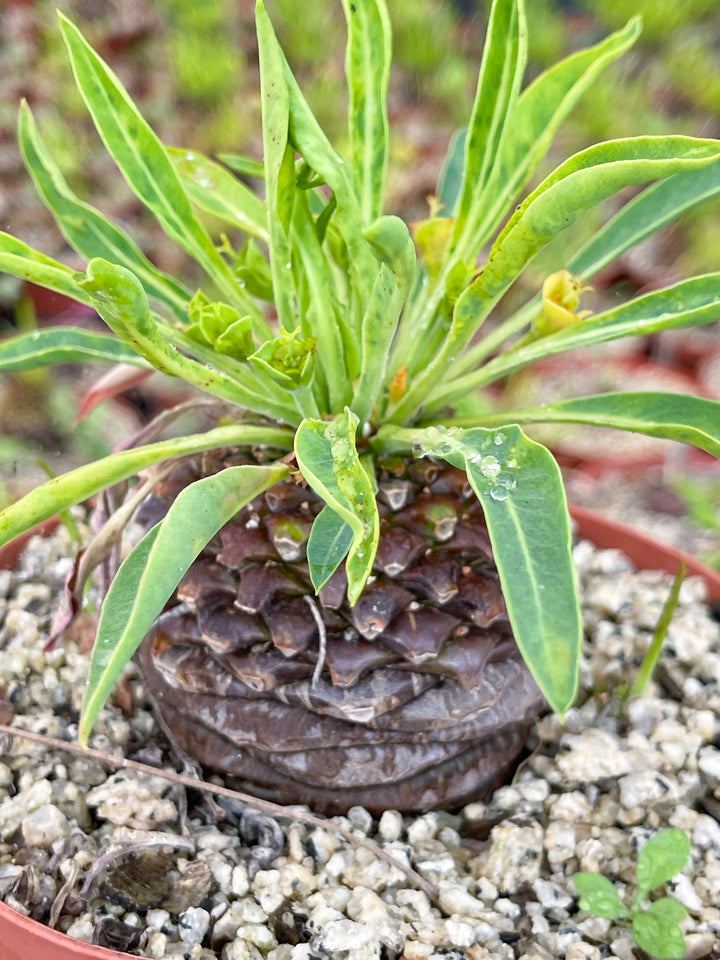 Euphorbia Bupleurifolia | Rare Plant | Live Plant