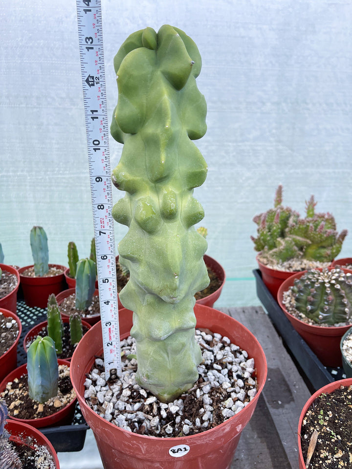 Bumpy Totem Pole Cactus | Live Cactus | Live Plant