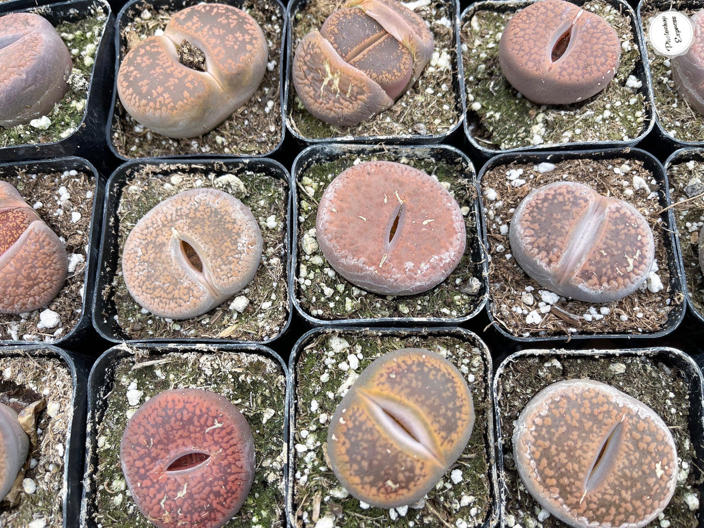 Lithops Living Stone succulent | Live Plant