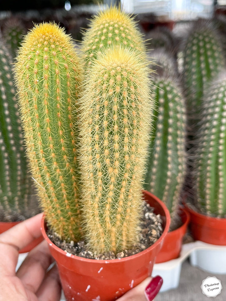 Golden Rat Tail cactus | Live Cactus