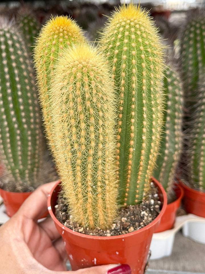 Golden Rat Tail cactus | Live Cactus