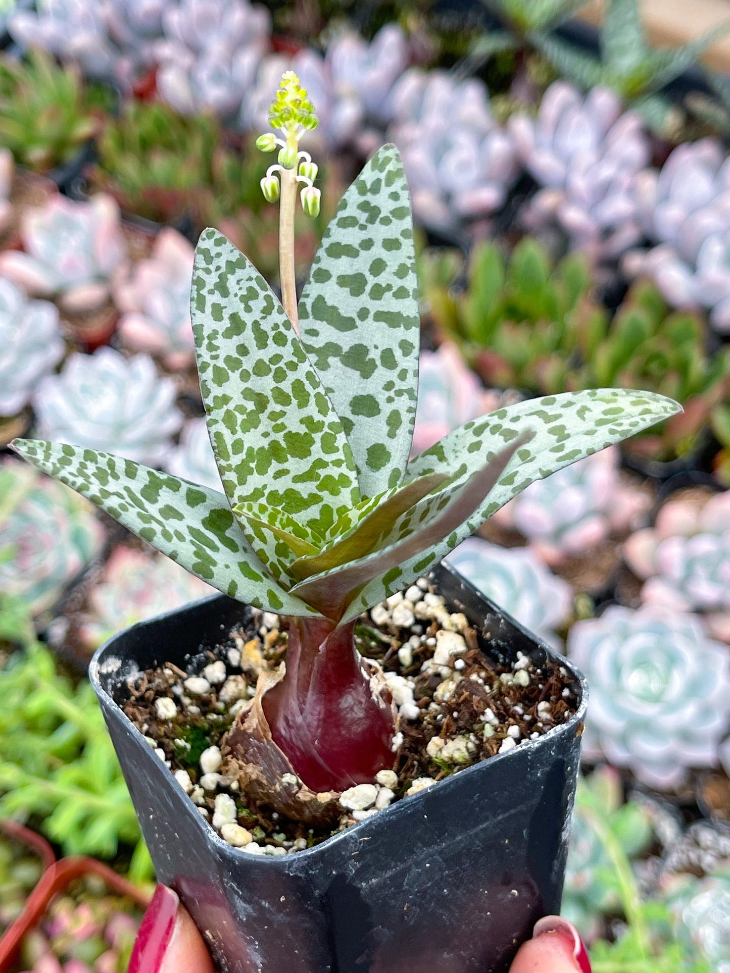 Ledebouria socialis | Silver Squill | Live Plant