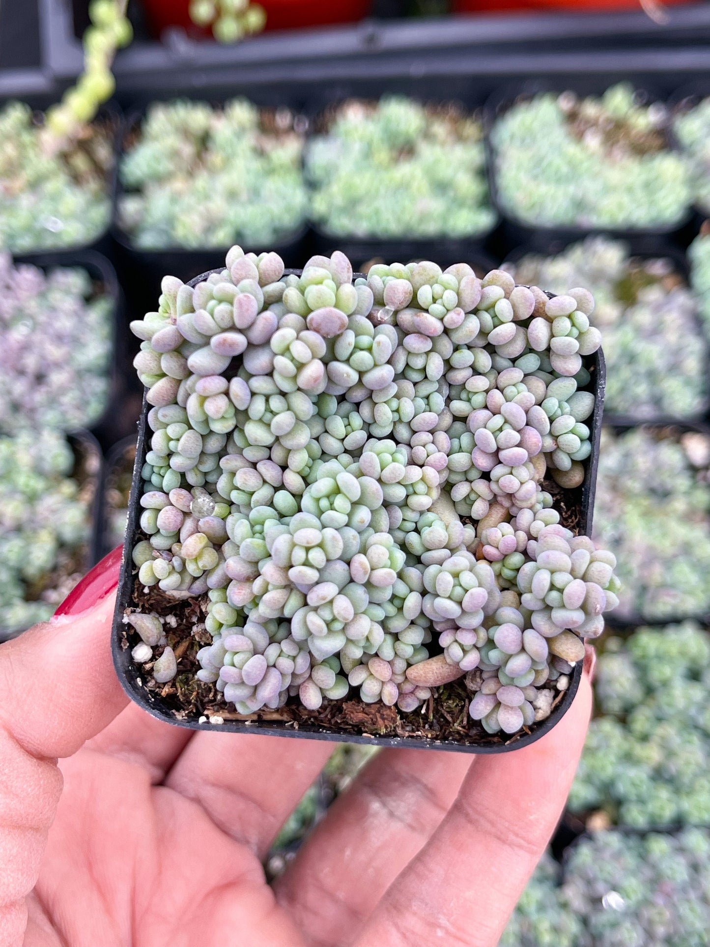 Sedum Dasyphyllum Minor | Corsican Stonecrop | Blue Tears Sedum