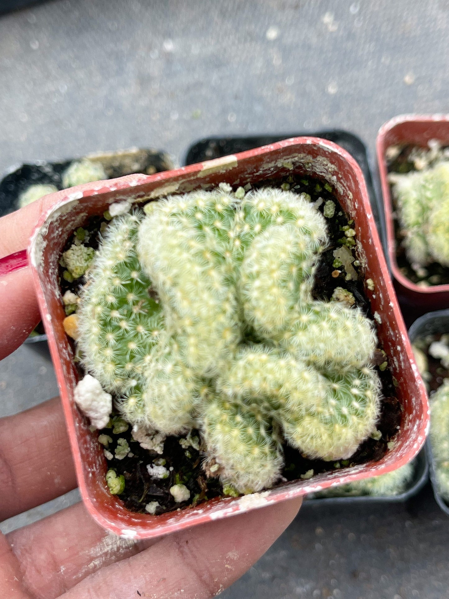 Brain Cactus | Mammillaria Cristata Brain Cactus | Crested cactus | Live Plant