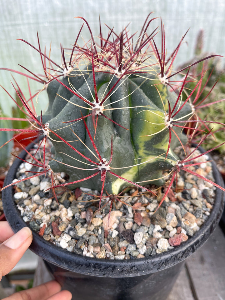 Variegated Ferocactus gracilis coloratus | Red Barrel Cactus | Rare Cactus | Live Plant