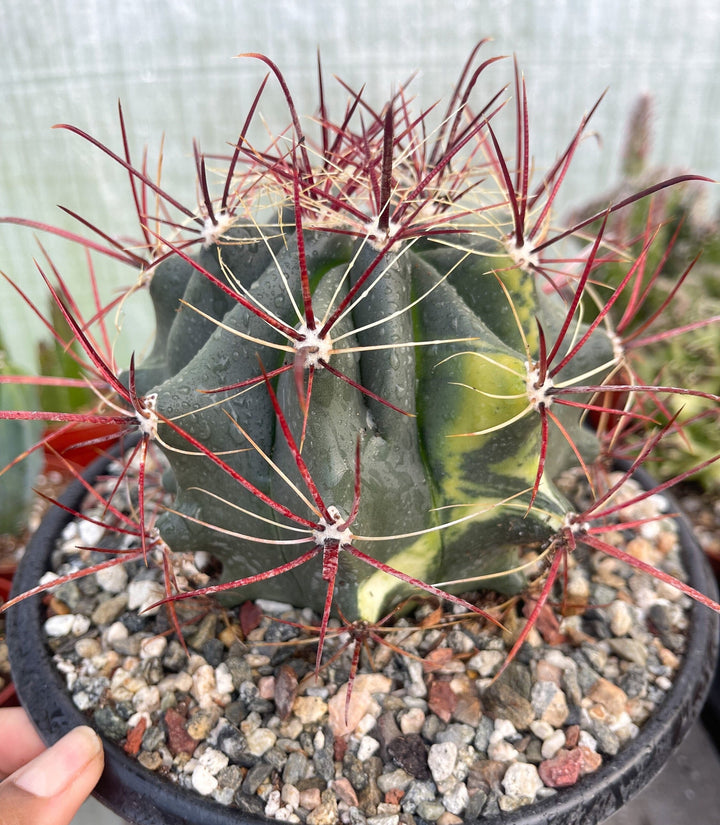 Variegated Ferocactus gracilis coloratus | Red Barrel Cactus | Rare Cactus | Live Plant