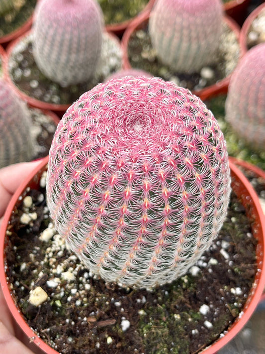 Rainbow Cactus | Rare Cactus | Echinocereus rigidissimus