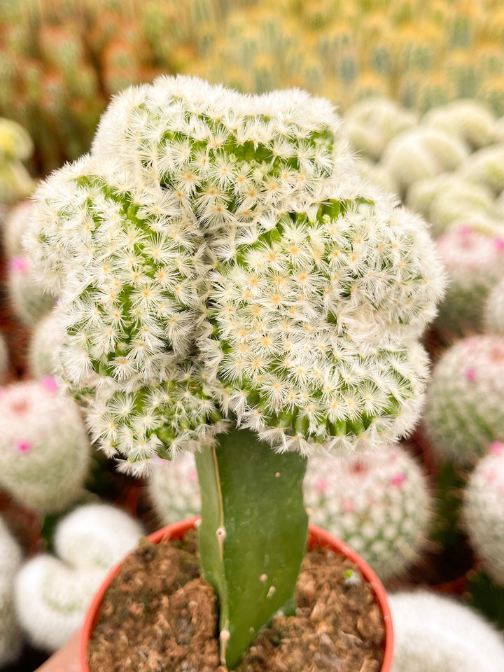 Crest Grafted Mammillaria | Rare Cactus | Live Plant