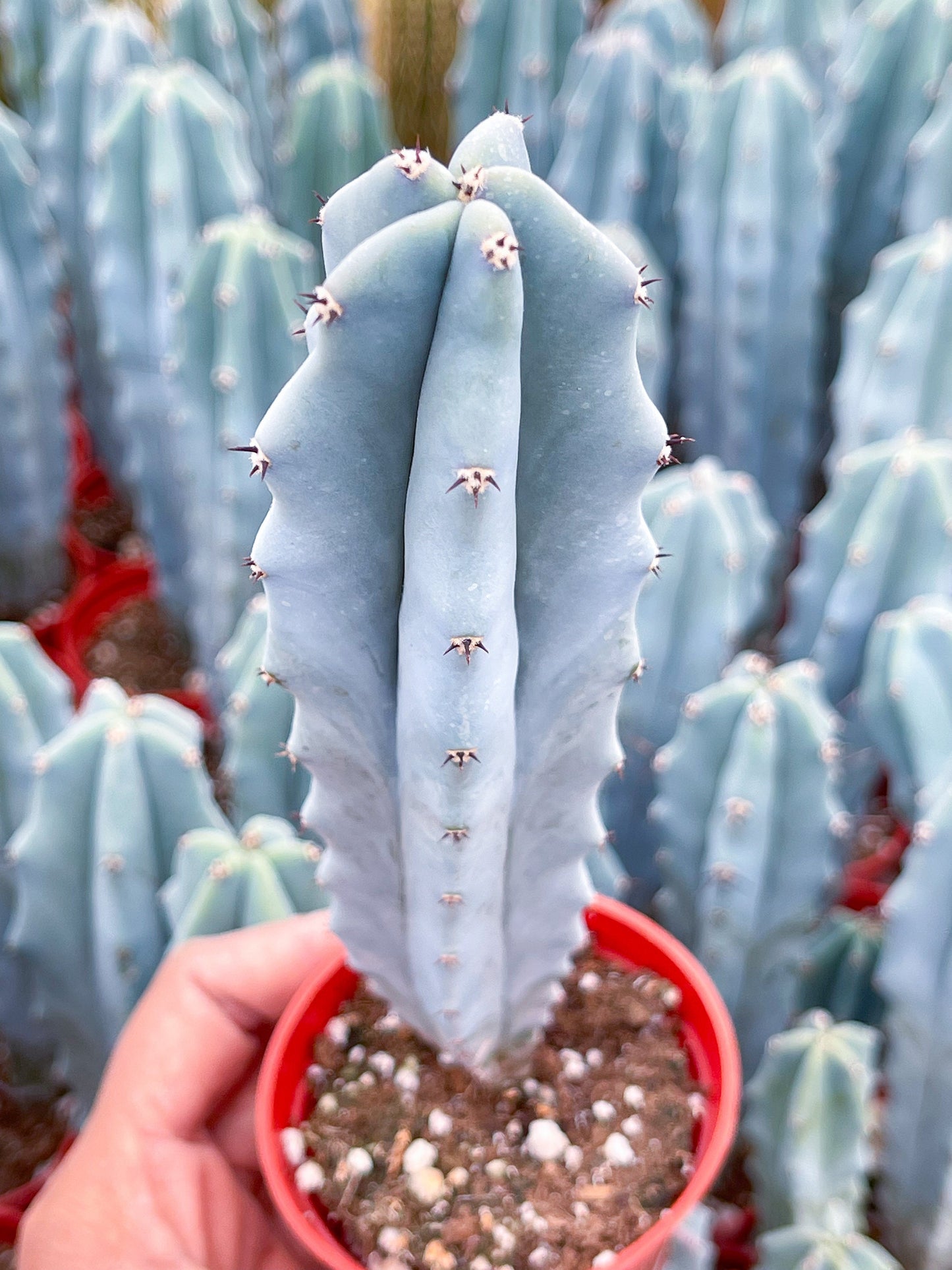 Myrtle Blue Cactus | Blue Candle | Live Cactus