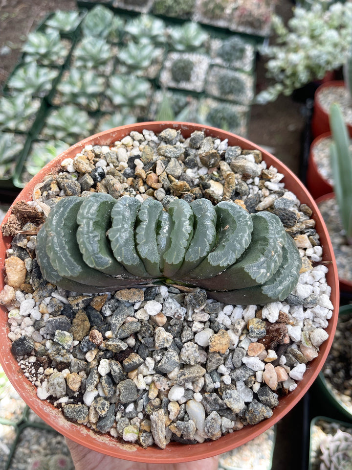 Haworthia Trun cata | Rare Item | | Live Succulent