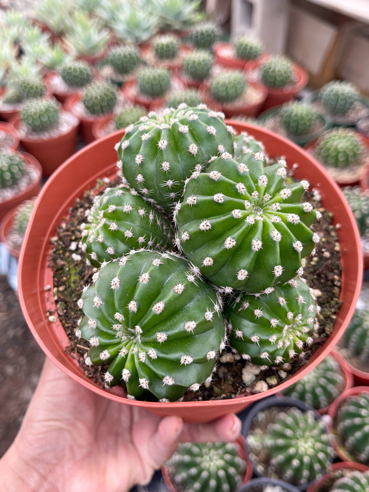 Variegated Echinopsis | Live Cactus | Live Plant