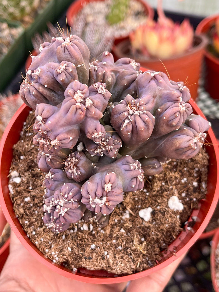 monstrose succulents Cereus forbesii monstrose 'Ming Thing' 2 Inch