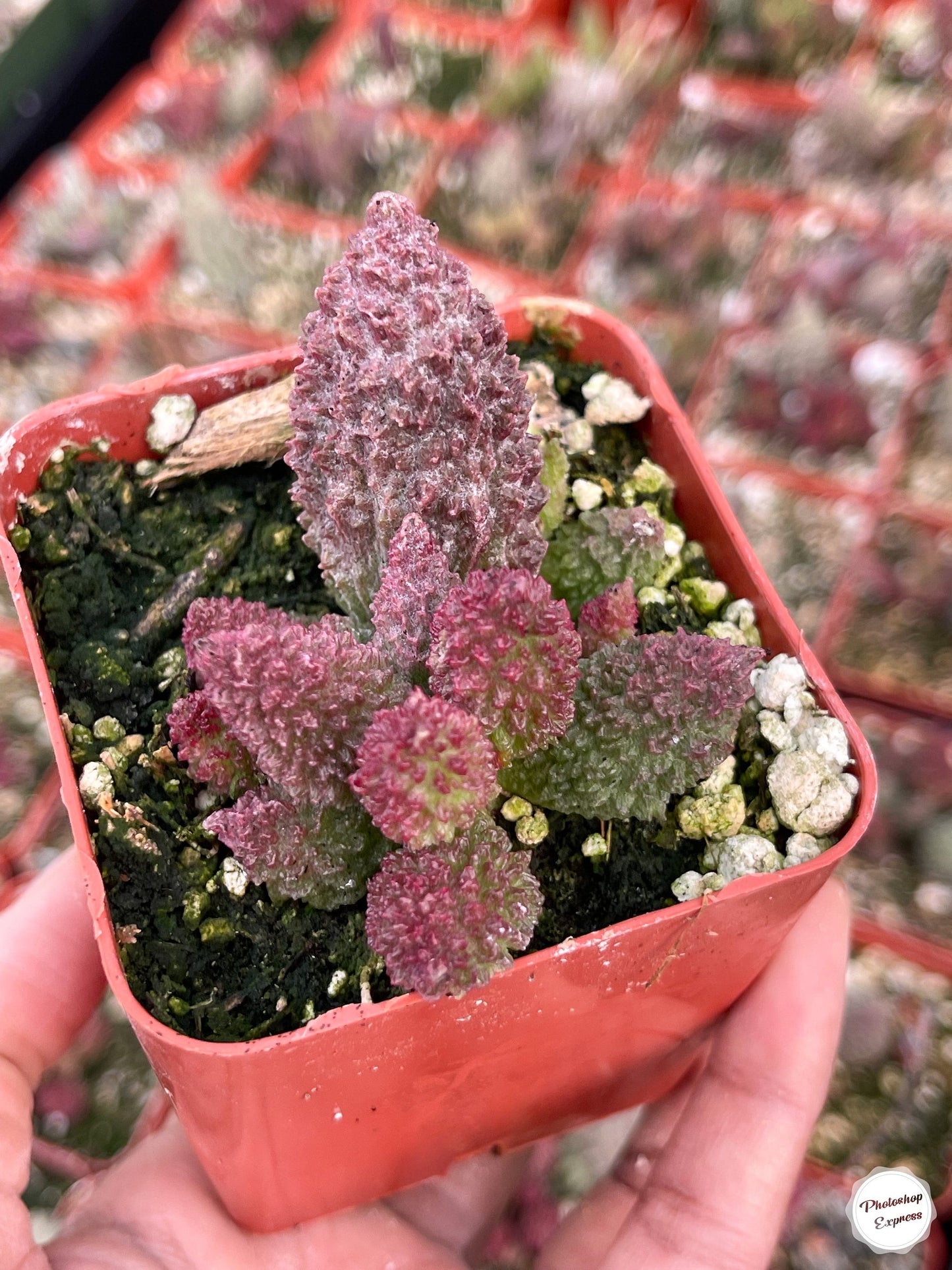 Adromischus herrei | Adromischus Marianae Herrei | Rare Succulents | Live Succulent