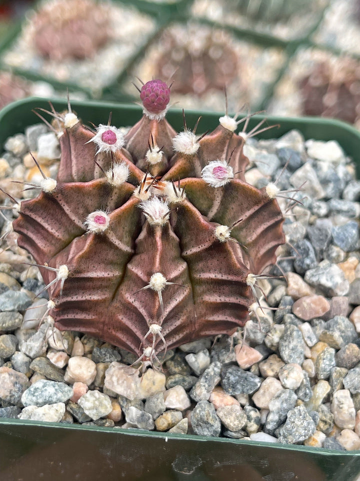 Gymnocalicium Mihanovichii | Live Plant | Live Cactus