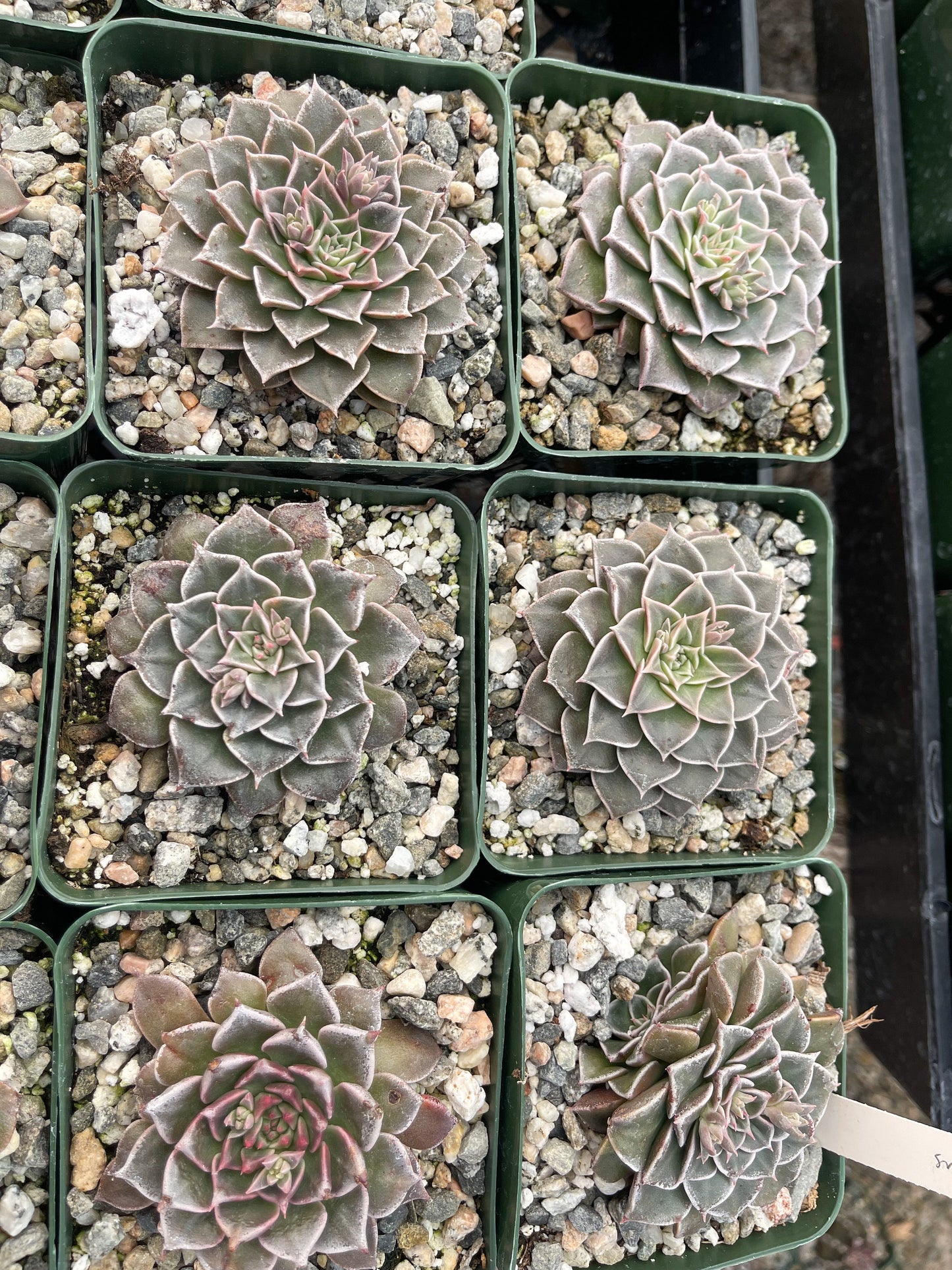 3.5” Graptopetalum Tacitus Bellus Super Star | Live Succulent