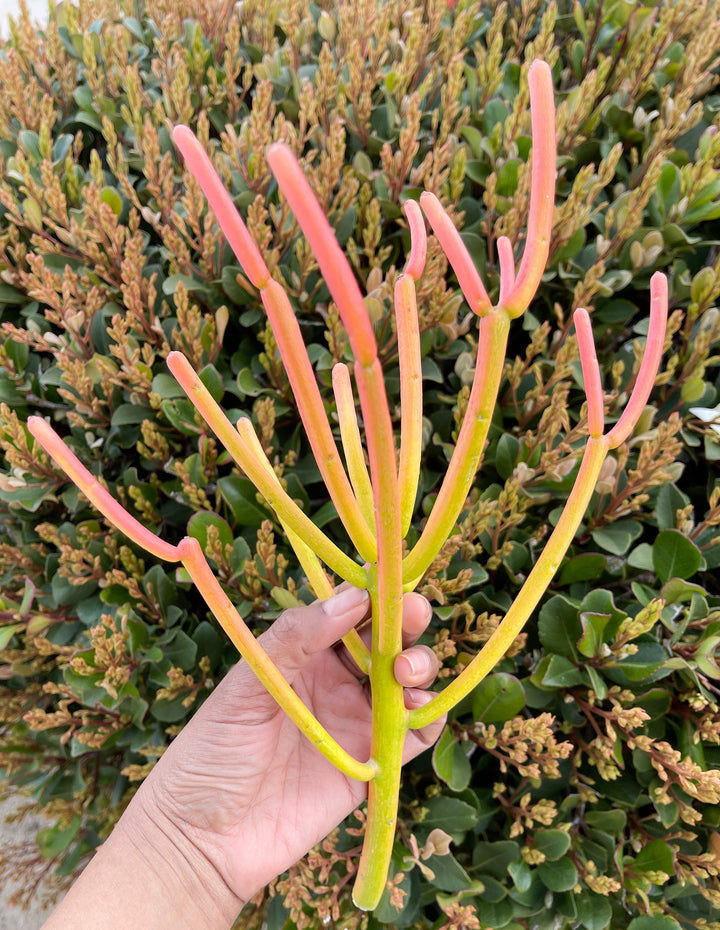 Fire Stick bushy cutting/clipping | Euphorbia Tirucalli | Pencil cactus | live succulent