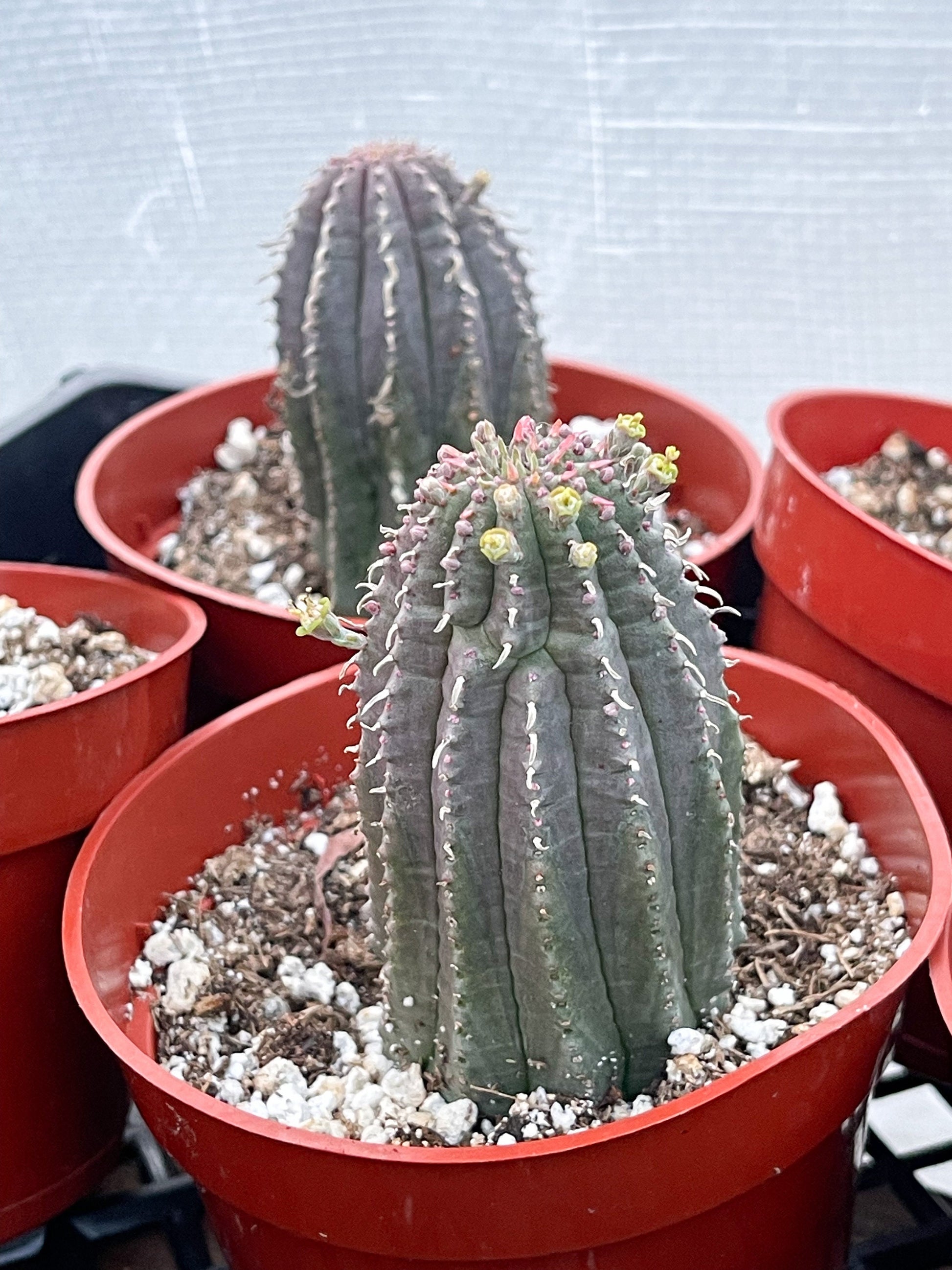 Euphorbia Infausta | Euphobia Cactus | Live Cactus