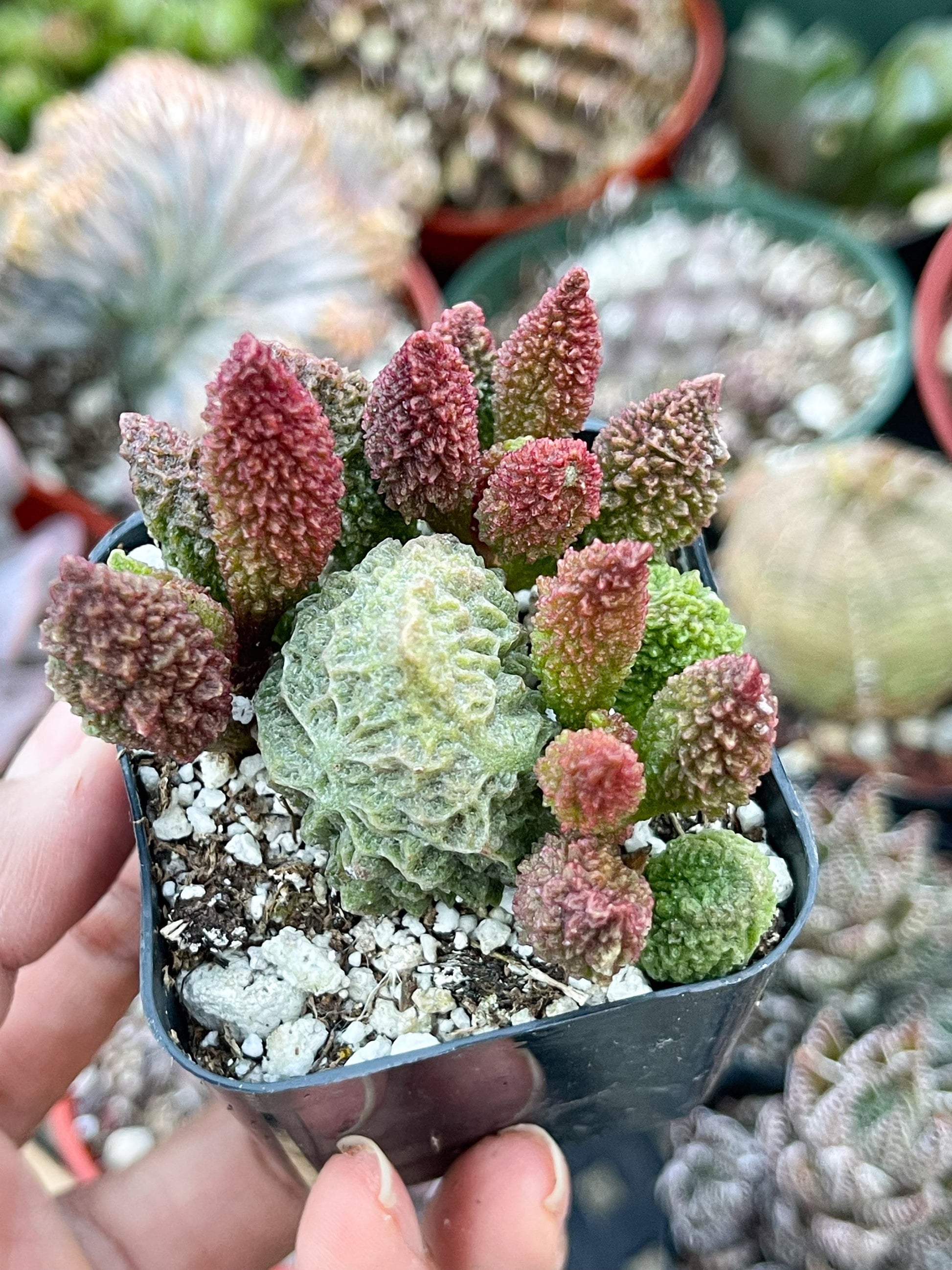 Adromischus herrei | Adromischus Marianae Herrei | Rare Succulents | Live Succulent