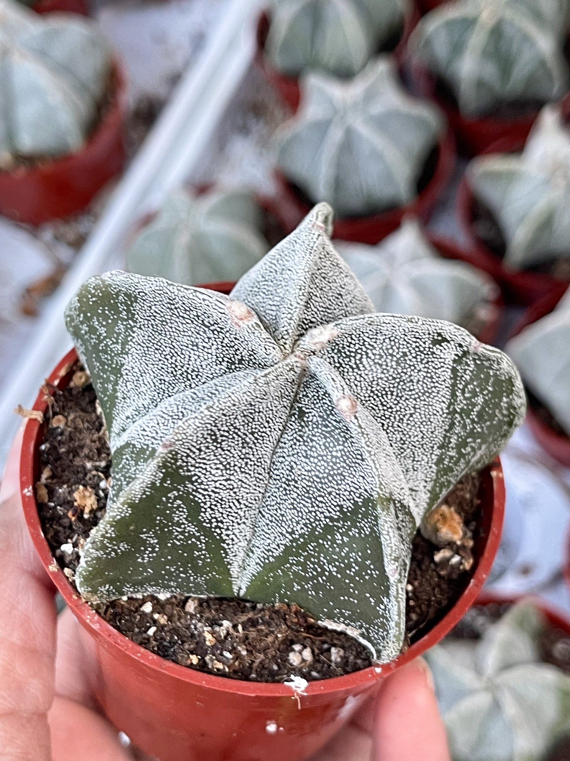 May include: A green and white star-shaped cactus in a red pot. The cactus has a white powdery coating and is surrounded by other cacti.