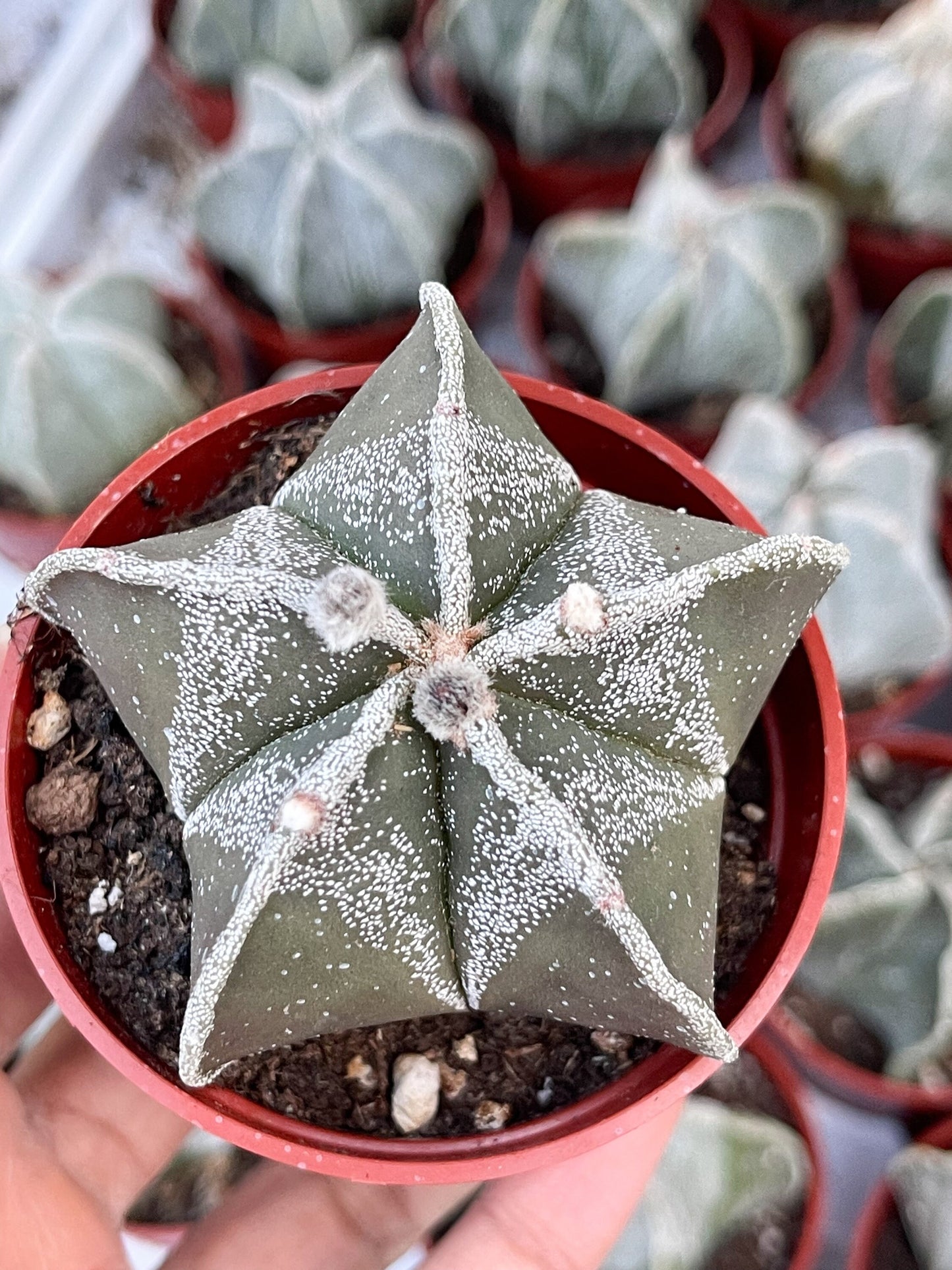 May include: A close-up of a green star-shaped cactus with white speckles. The cactus is potted in a red pot and surrounded by other cacti.