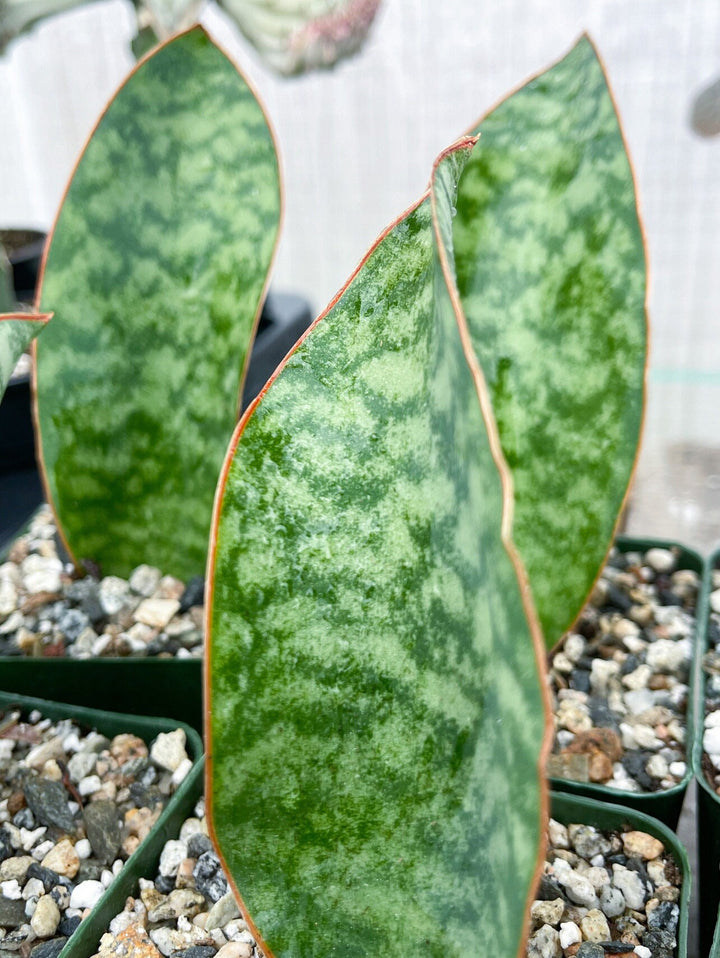 Sansevieria Whale Fin | Sansevieria Masoniana | Snake Plant | Live Plant