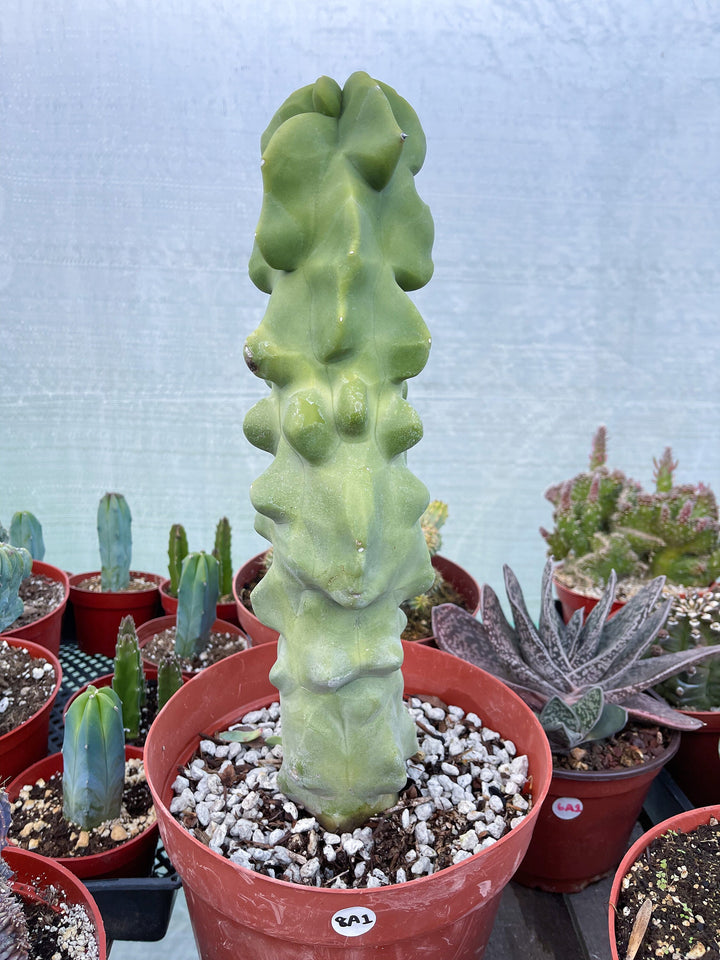 Bumpy Totem Pole Cactus | Live Cactus | Live Plant