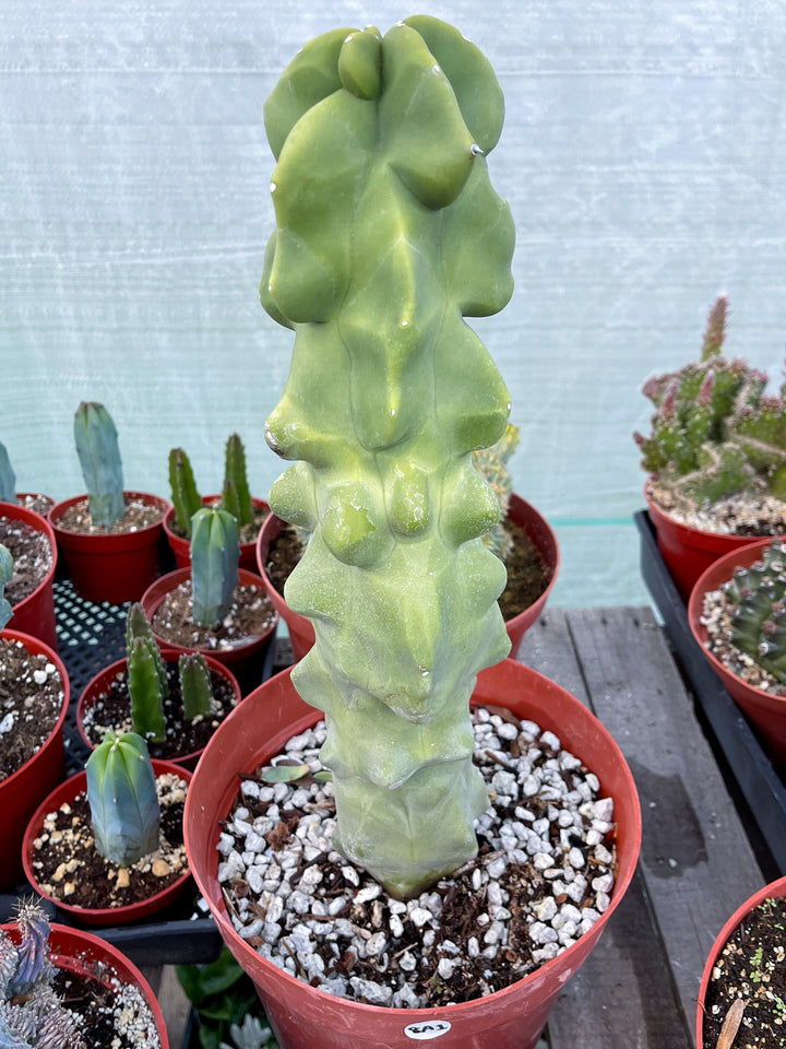 Bumpy Totem Pole Cactus | Live Cactus | Live Plant