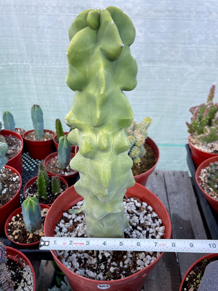 Bumpy Totem Pole Cactus | Live Cactus | Live Plant