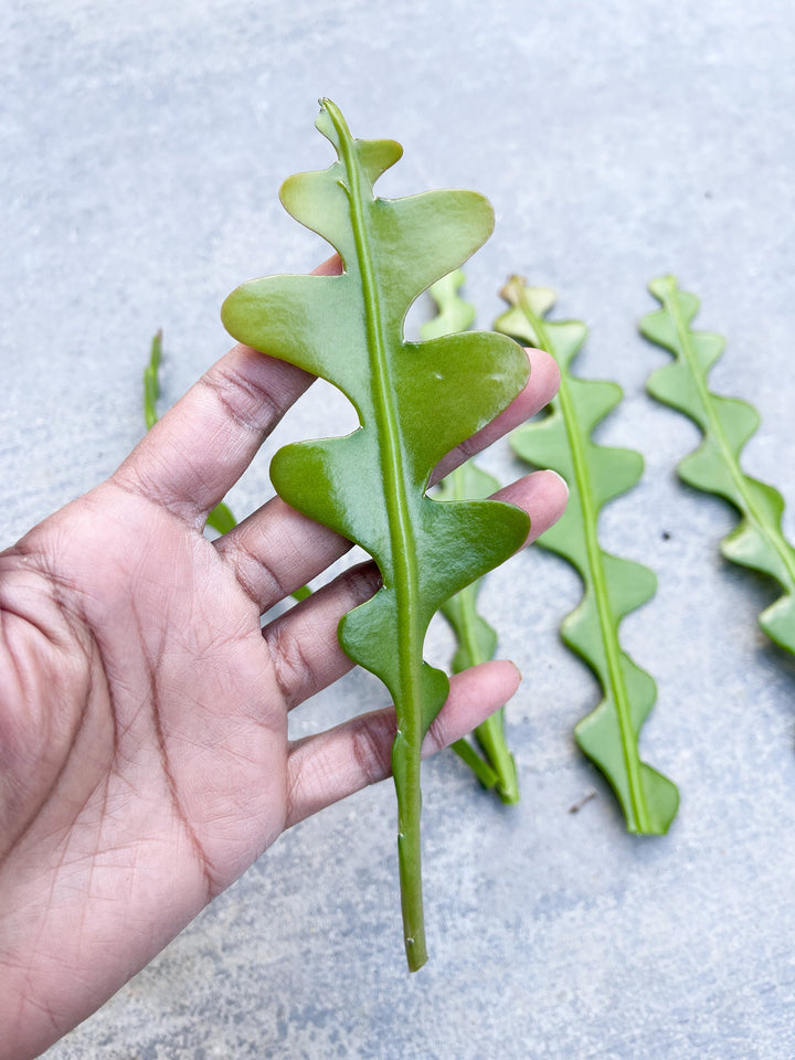 Cutting Ric Rac cactus | Fish Bone Cactus / Zig Zag Cactus