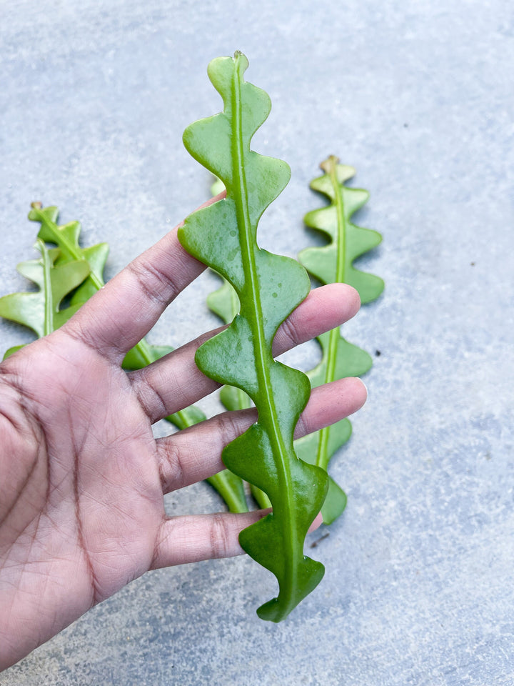 Cutting Ric Rac cactus | Fish Bone Cactus / Zig Zag Cactus