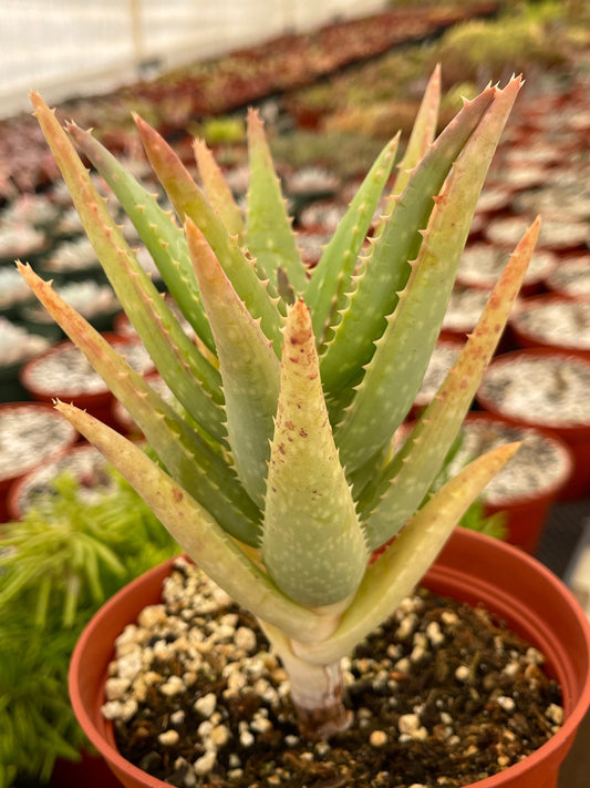 6” Aloe I Tall Form | Live Succulent | Live Plant