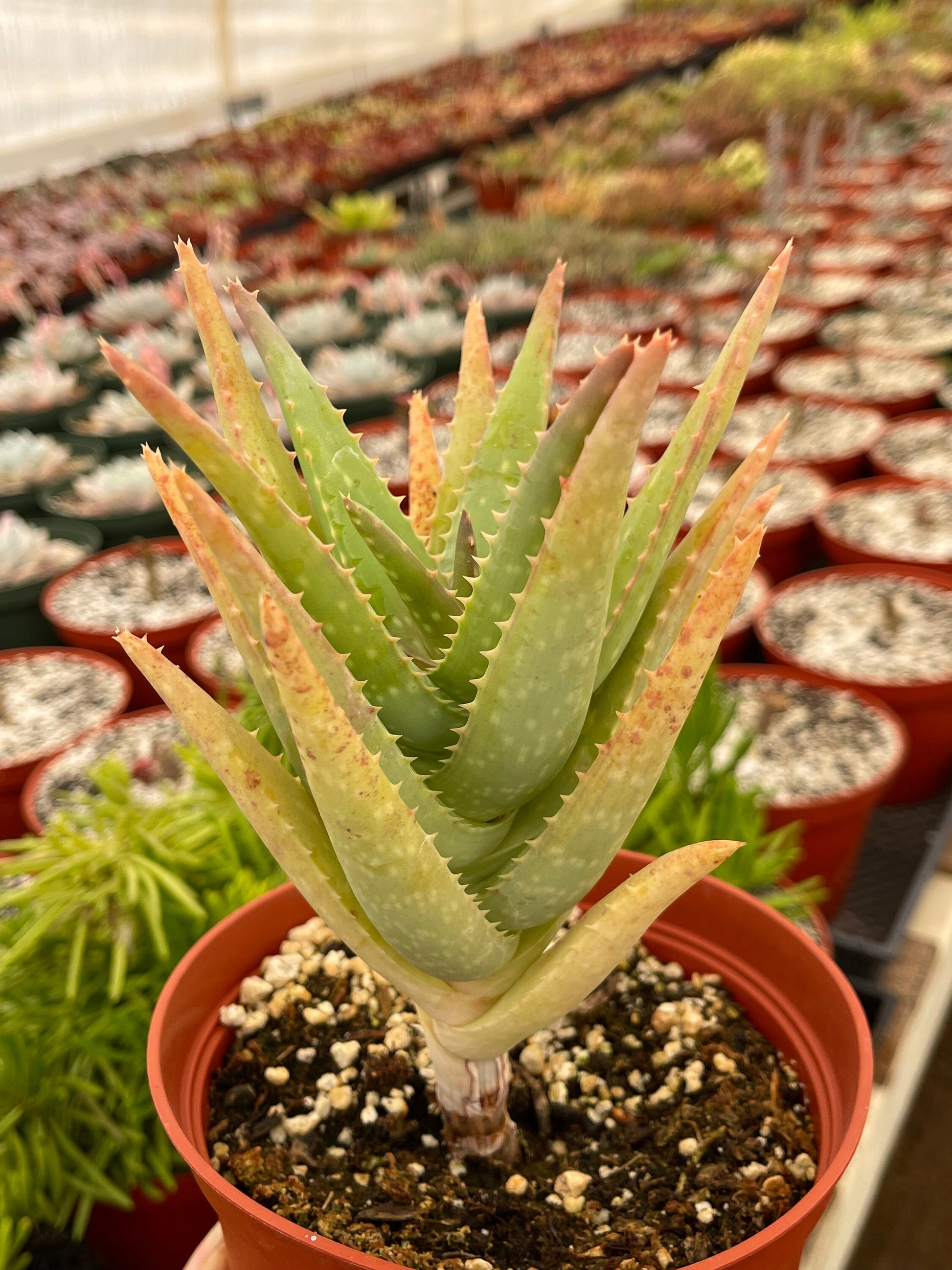 6” Aloe I Tall Form | Live Succulent | Live Plant