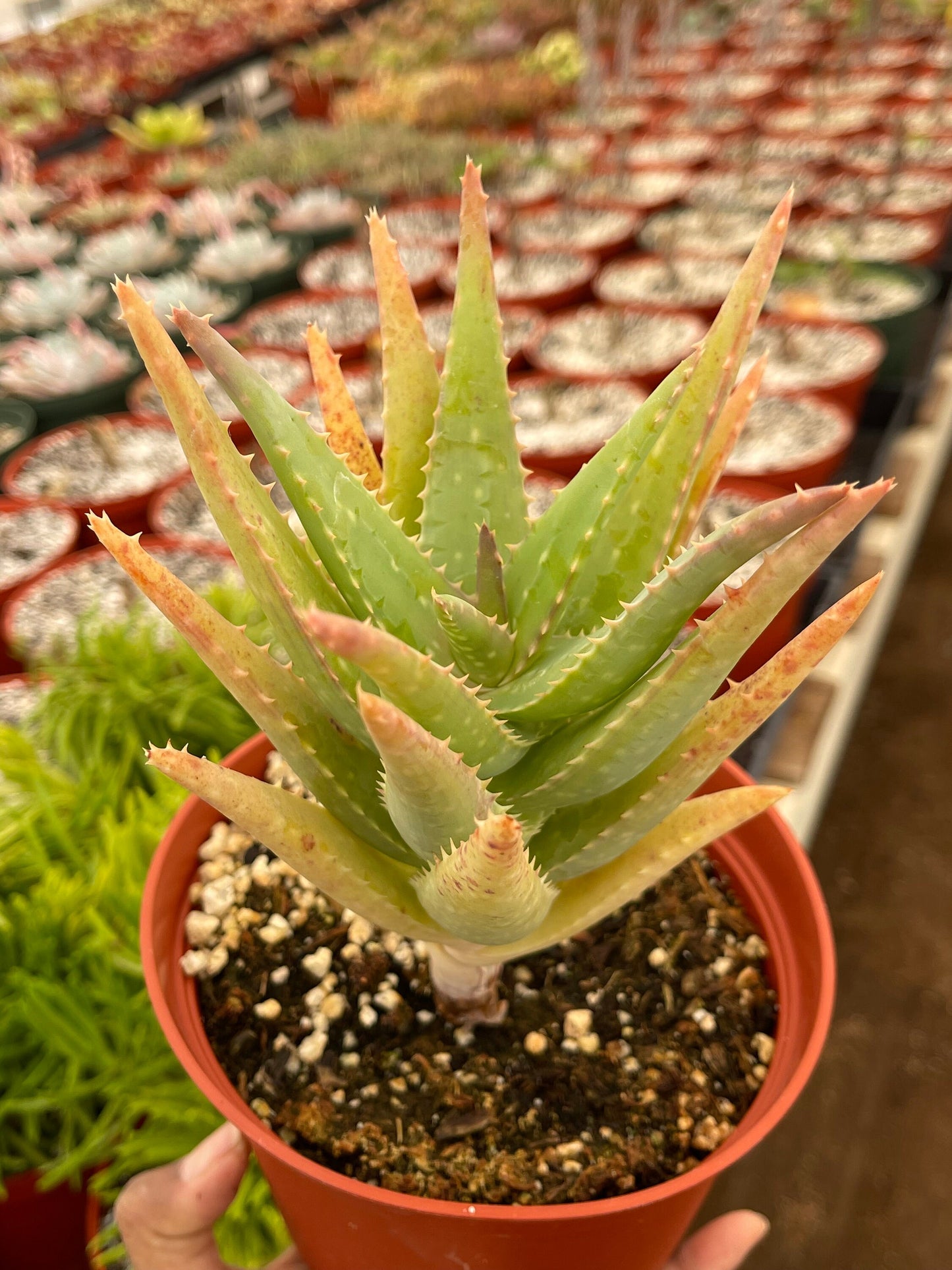 6” Aloe I Tall Form | Live Succulent | Live Plant