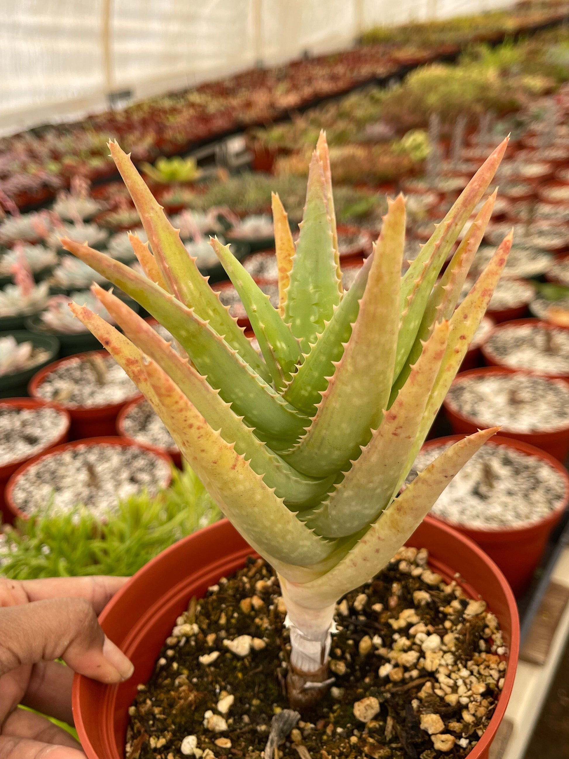 6” Aloe I Tall Form | Live Succulent | Live Plant