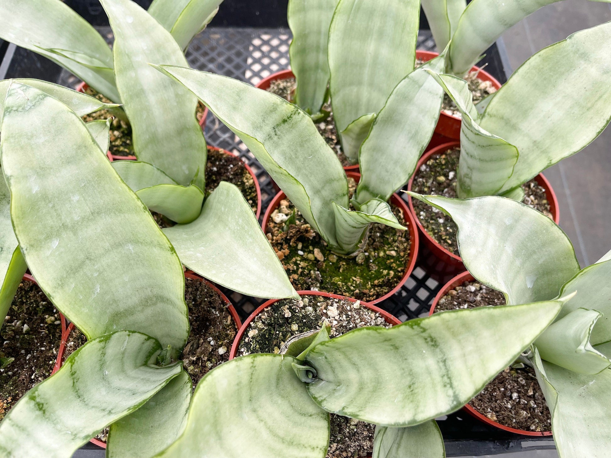 Sansevieria Moonshine | Snake Plant | Live Plant