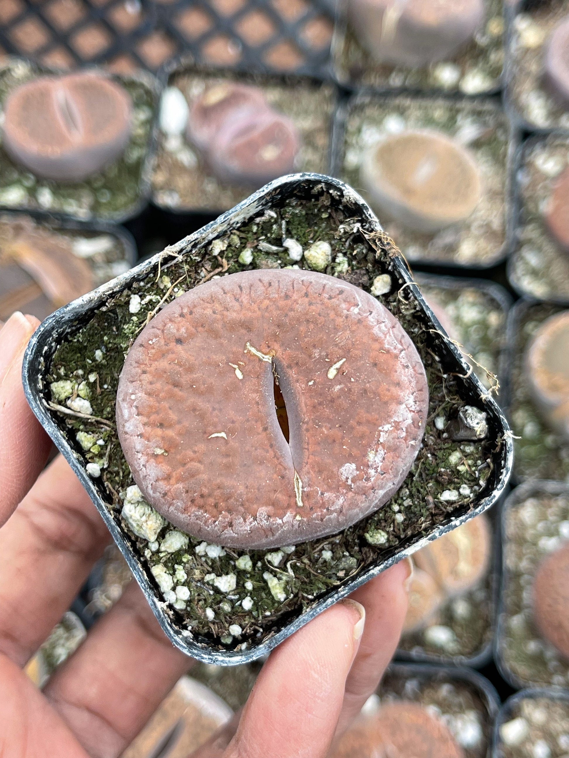 Lithops Living Stone succulent | Live Plant