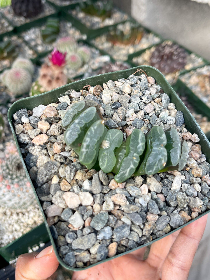 Haworthia Trun cata | Rare Item | | Live Succulent