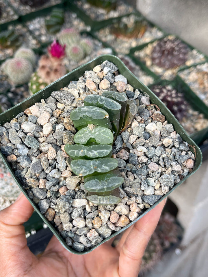 Haworthia Trun cata | Rare Item | | Live Succulent